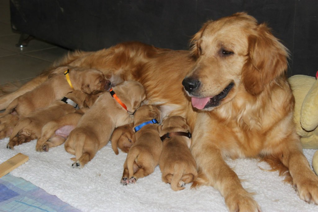 Imagine golden retriever qui allaite ses chiots 