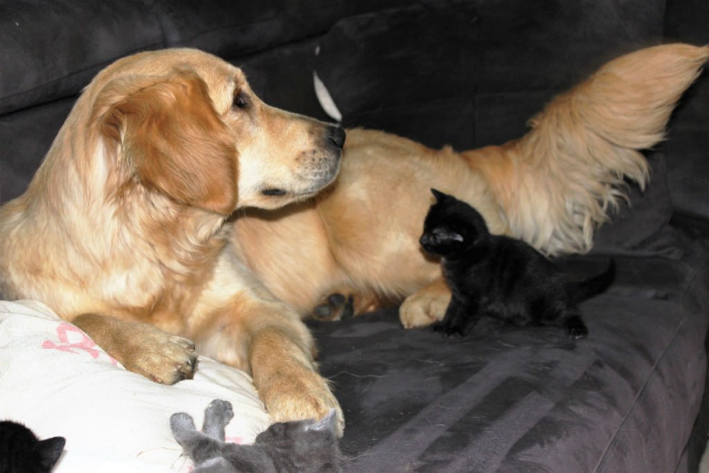 Imagine Golden Retriever et les chatons