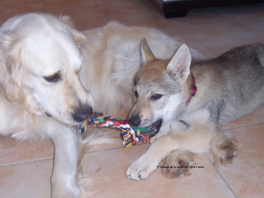 Moment de jeu avec Elyska chien loup tchécoslovaque, Clo Golden Retriever