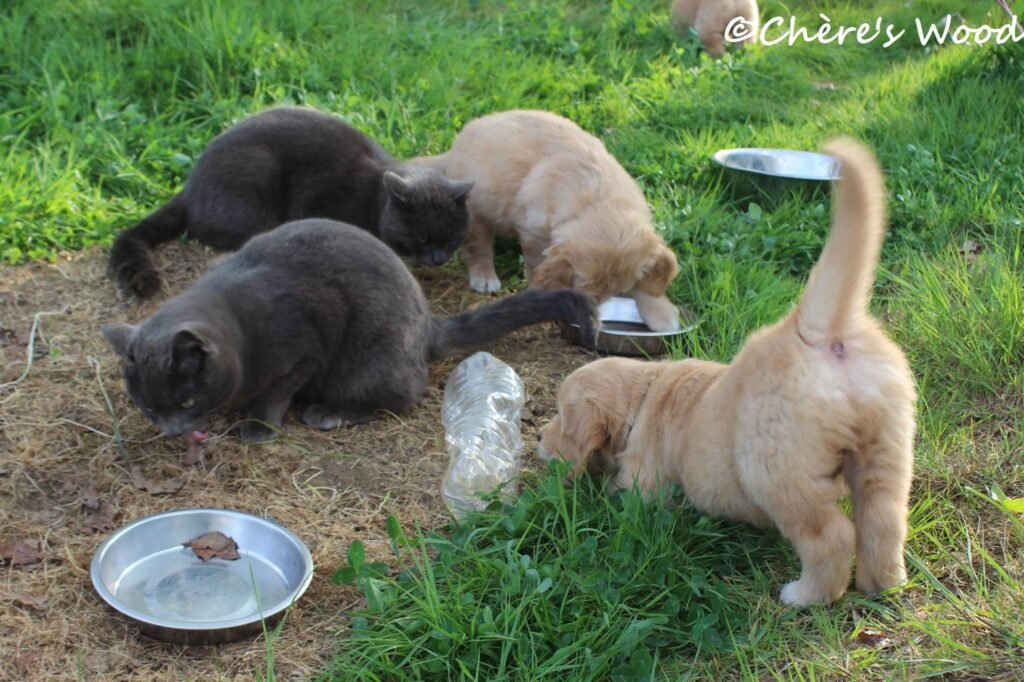 Nos chats Ghost et Simba avec les chiots 