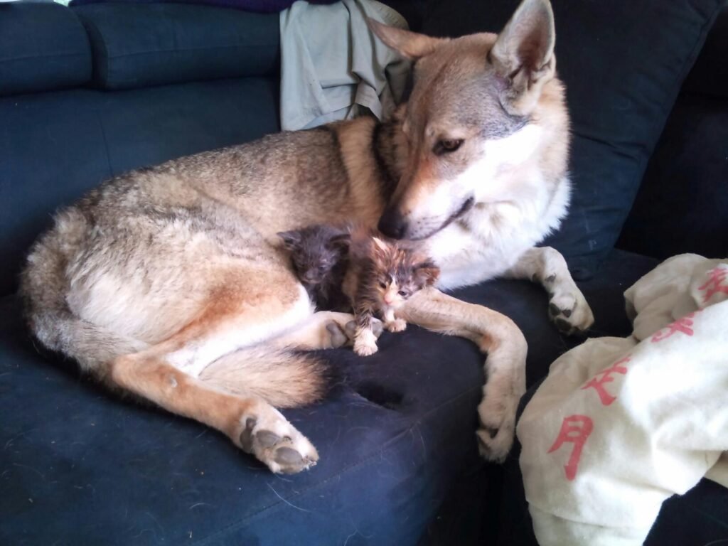 Elyska Chien loup tchécoslovaque maternant un chaton