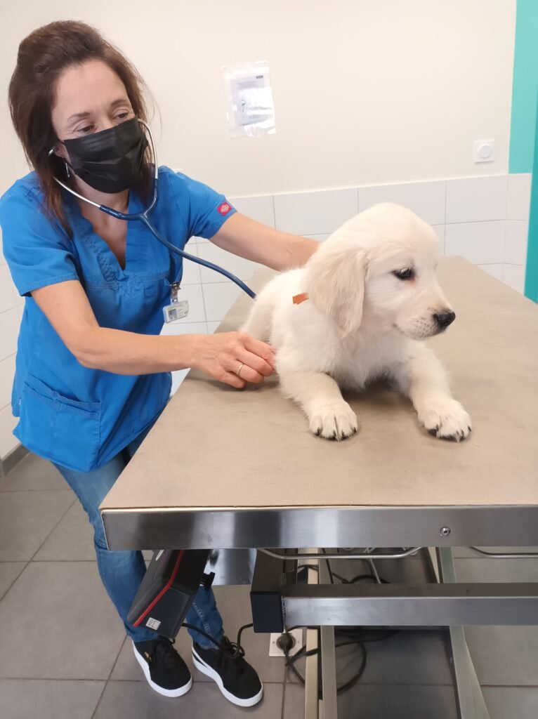 Consultation vétérinaire avec primo-vaccination et identification d'un chiot Golden Vétérinaire de l'élevage de la vallée de Chère's wood