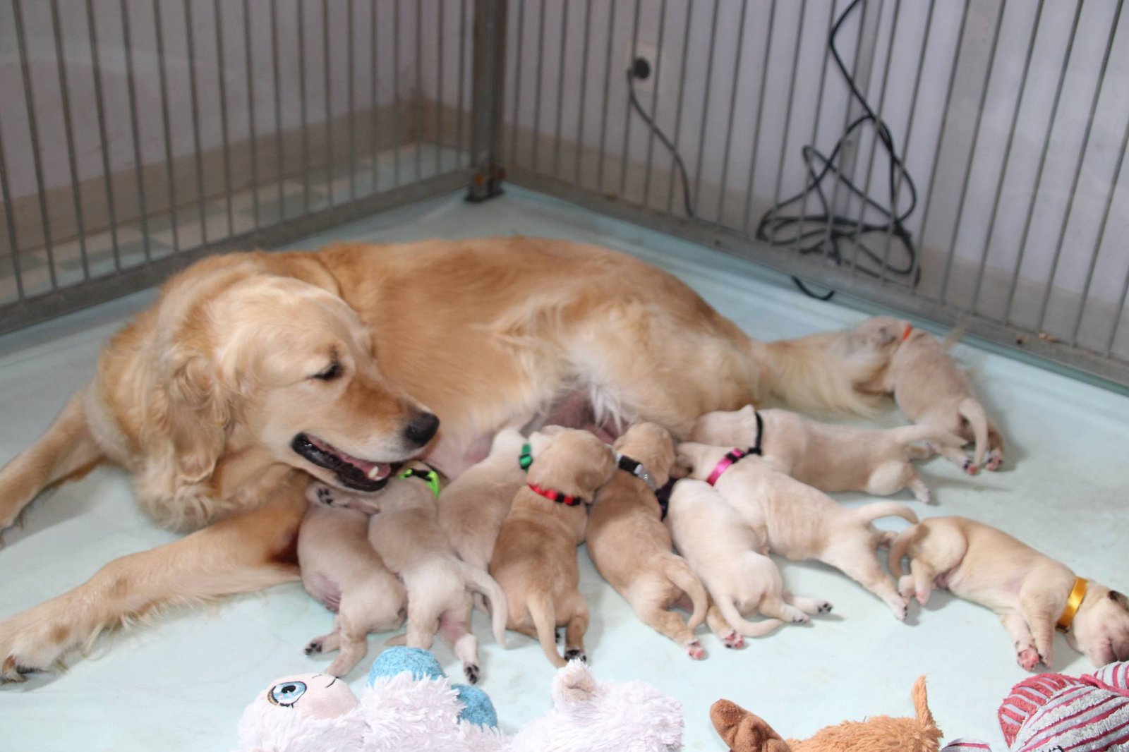 Ripley et ses premiers chiots